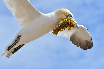 Basstölpel mit Nistmaterial im Schnabel 