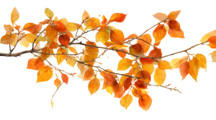 Autumn Foliage Branch With Yellow Orange and Red Leaves