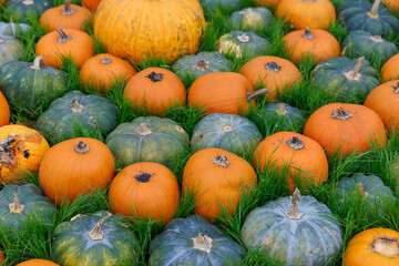 A Vibrant Display of Pumpkins in a Lush Green Field, Showcasing Different Varieties with Bright Orange and Deep Green Hues for an Autumn Inspired Harvest Scene