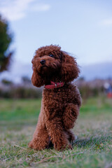 Charming Red Poodle in a Playful Stance Surrounded by Nature Under a Soft Blue Sky, Showcasing Its Fluffy Fur and Cute Expression