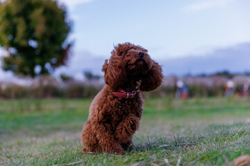 Adorable Brown Toy Poodle Poses Elegantly in a Green Field Surrounded by Nature and Soft Sky during Golden Hour