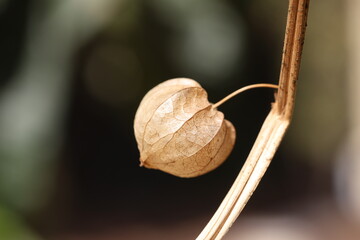wild ground cherry (Physalis). Dry wild ground cherry fruits. 