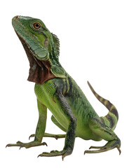 Obraz premium Green Iguana Reptile Isolated on Black Background lizard