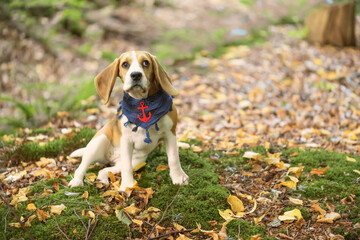 Beagle mit maritimen Halstuch im Wald