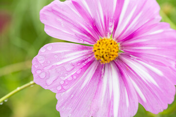 Rain Dewdrops on Pink Cosmos Petal Macro