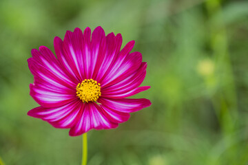 Obraz premium Vivid Pink Cosmos Flower with Perfect Isolation