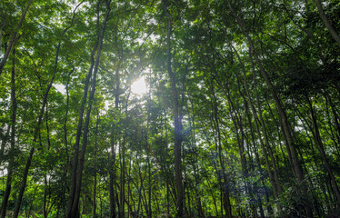 Nature green forest. sunrise in a spring  forest with bright young foliage glowing in the rays of the sun and shadows from tree