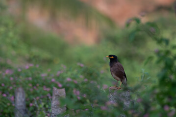 A beautiful Myna perched on cement post with blurred lush green background.