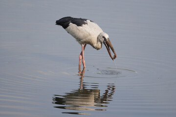 White Ibis (Eudocimus albus) walking through shallow water, having an insect in its beak.