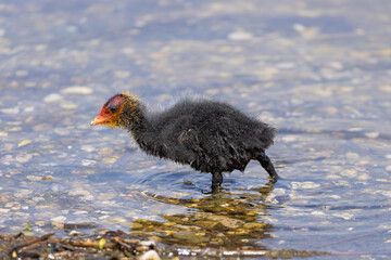 Junges Bl&auml;sshuhn bei der Nahrungssuche