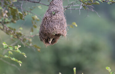 A small Baya weaver bird peeking out from its intricately woven hanging nest on a tree branch, surrounded by lush green leaves and soft natural light.