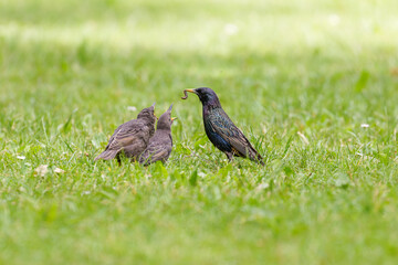 Fütterung der Stare in der Wiese