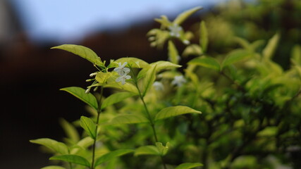 close up of a green plant