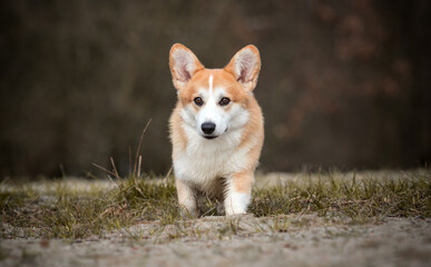 Welsh Corgi dog on a walk