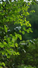 lush green branches in the beautiful sunlight