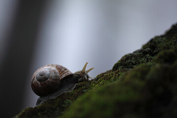 Snail in the forest