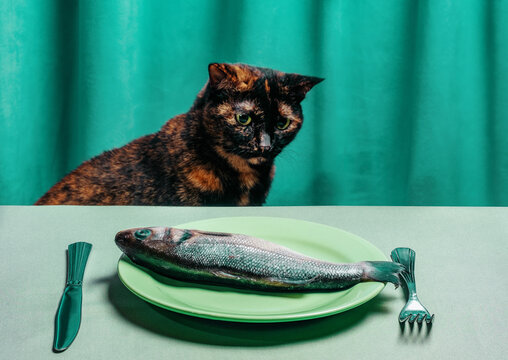 Cat gazing at raw fish on plate in humorous still life scene