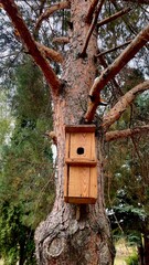 Wooden Birdhouse Mounted on Pine Tree Trunk in Forest or Park. Nature, Ecology, Home, Wildlife, Nest