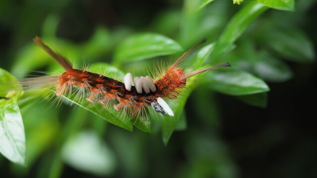 Tussock Moth caterpillar, likely from the genus Orgyia or Olene mendosa. These caterpillars are known for their distinctive hairy appearance