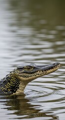 Fototapeta premium Crocodile in Water.
