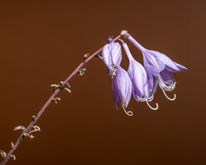 Vibrant Purple Passion Hosta Blooms on an Earthy Brown Background