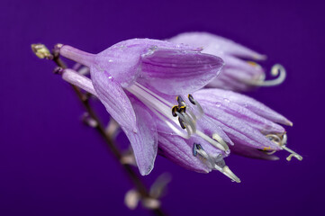 Purple Passion Hosta Bloom Against a Monochromatic Background