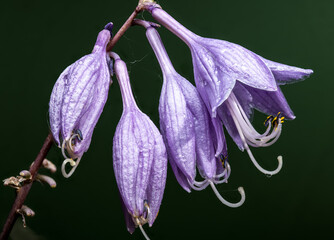 Hosta Purple Passion Blooms Against a Deep Green Background