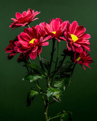 Vibrant Red Chrysanthemums with Dewdrops Against a Deep Green Background