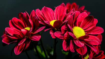 Dramatic Macro of Deep Red Chrysanthemums on a Black Background