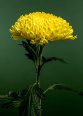 Radiant Yellow Chrysanthemum Against a Deep Green Background