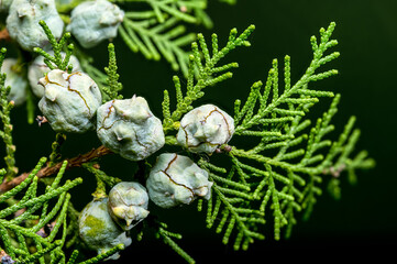Cypress Cones Against a Soft Green Background