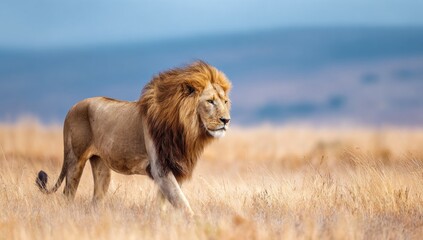 Fototapeta premium Majestic male lion with a full mane walking confidently through tall, golden savanna grass