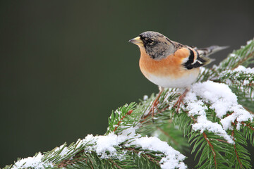 Brambling Fringilla montifringilla