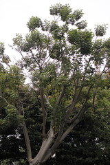 A tall, sparsely leafed tree with smooth, gray-brown trunks and branches, featuring small clumps of green foliage at the top against a bright white sky.