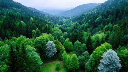 Lush Green Forest Canopy Aerial View with Rolling Hills Misty Background and Dense Vegetation in Sunlight