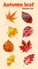 Fototapeta premium Autumn leaf design element set