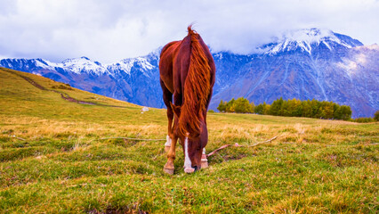 Majestic Horse Grazing in Serene Mountain Pasture with Snow-Capped Peaks