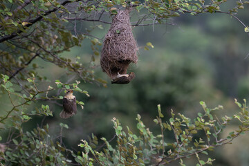 Two Baya weaver birds in action, one in mid flight with its wings spread and another one is clinging at the nest with well blurred lush green background with leaves.