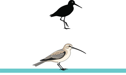 Bird comparison illustration showing silhouette and detailed color version with long curved beak, slender body, and one-legged standing posture
