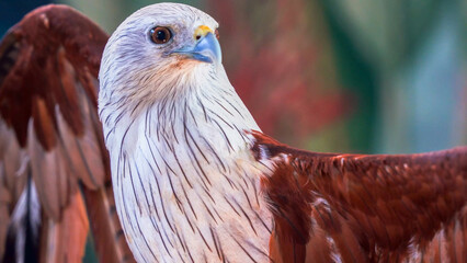 Majestic Brahminy Kite Portrait with White Head and Chestnut Feathers