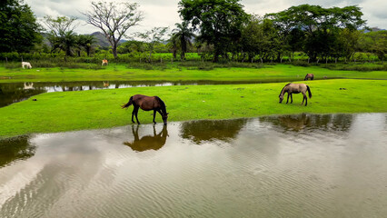 Horses Grazing and Drinking in Lush Green Pasture with Water Reflections