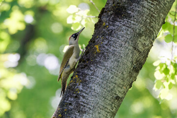 Grünspecht auf einem Baum
