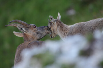 Female ibex with her kid