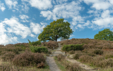 Heather plantation in beautiful autumn colors and blue sky
