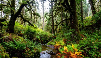Lush rainforest creek