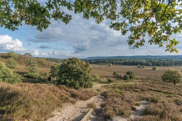 Heather plantation in beautiful autumn colors and blue sky