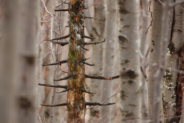 fir skeleton among the beech trees