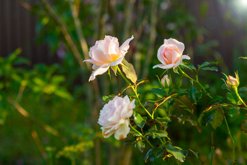 Pink rose bush with three large blossoms
