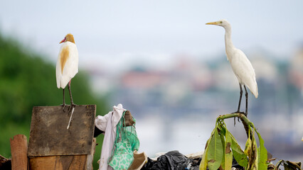 Cattle egrets in landfill in bali indonesia, asian heron bird, plastic waste and garbage