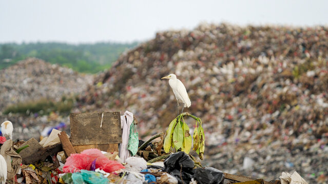 Eastern cattle egret birds in landfill or garbage dump, plastic pollution bali, indonesia, asia, rubbish, waste